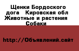 Щенки Бордоского дога - Кировская обл. Животные и растения » Собаки   
